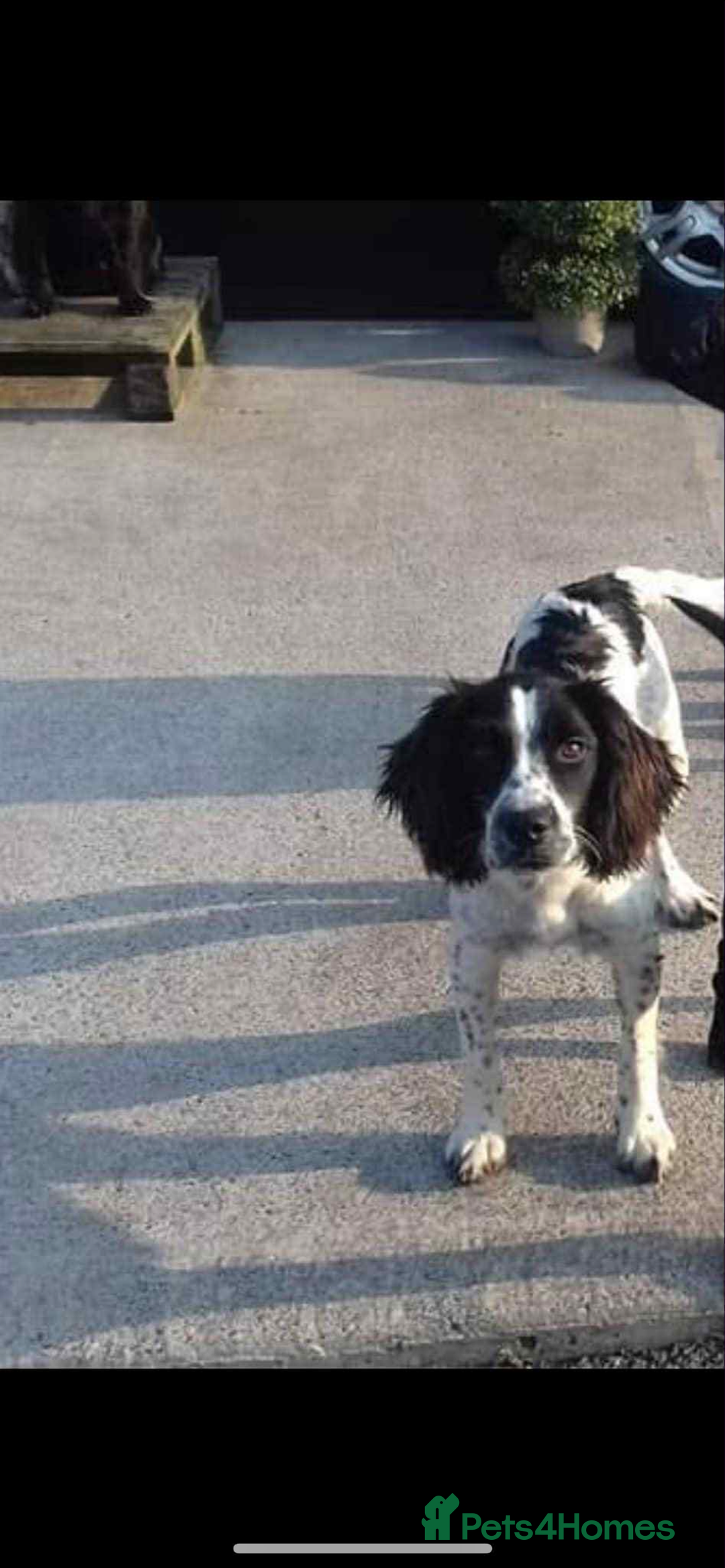 English Springer Spaniel dogs for sale: Springer spaniel - Image 1