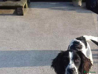 English Springer Spaniel dogs - Advert 14