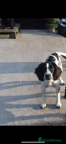 English Springer Spaniel dogs - Advert 5