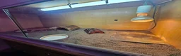 Tortoise reptiles for sale: Spur-thighted tortoise and full set up  - Advert 3