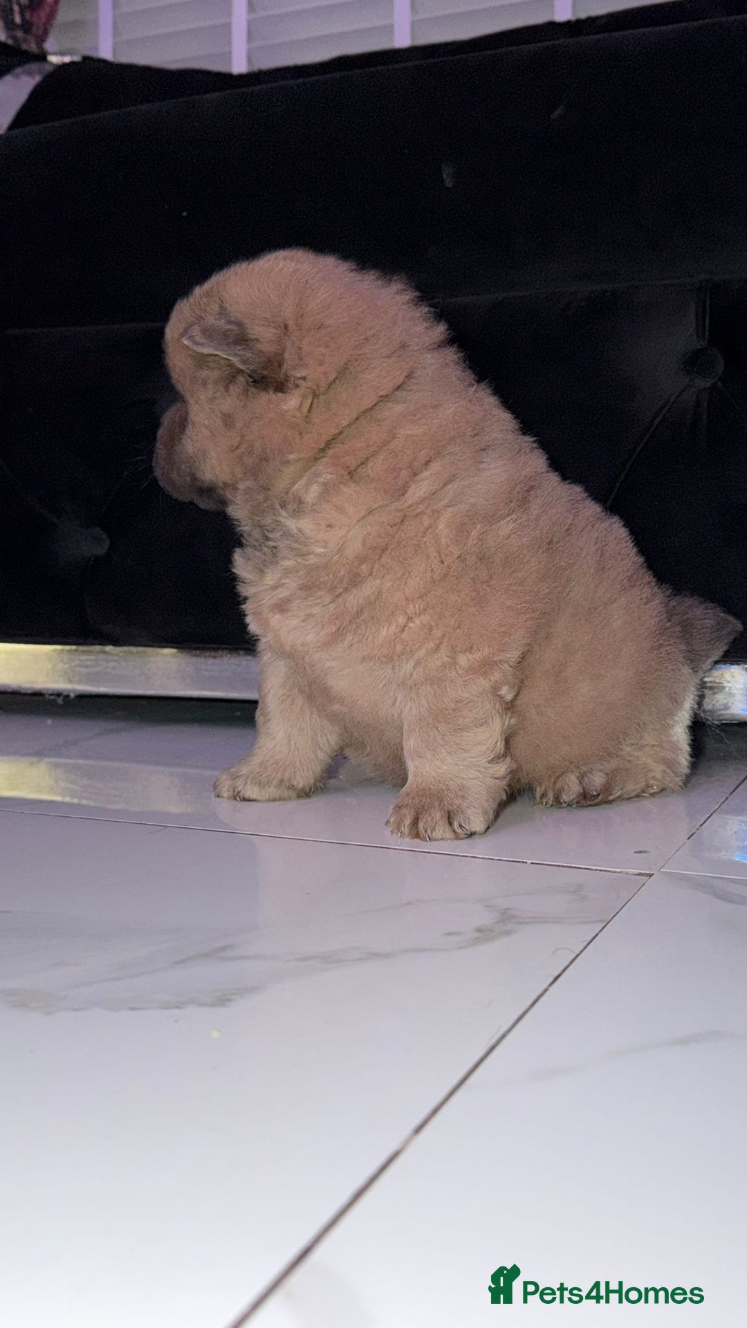 Chow Chow dogs for sale: Chow chow female  - Advert 3