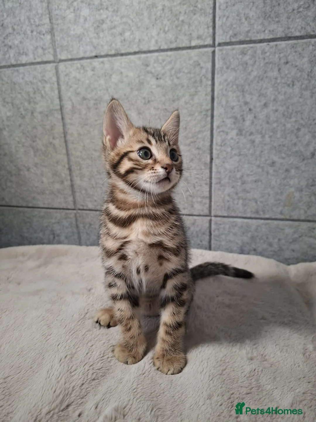 Mixed Breed cats for sale: Beautiful mixed Bengal kittens for sale   in London - Advert 1
