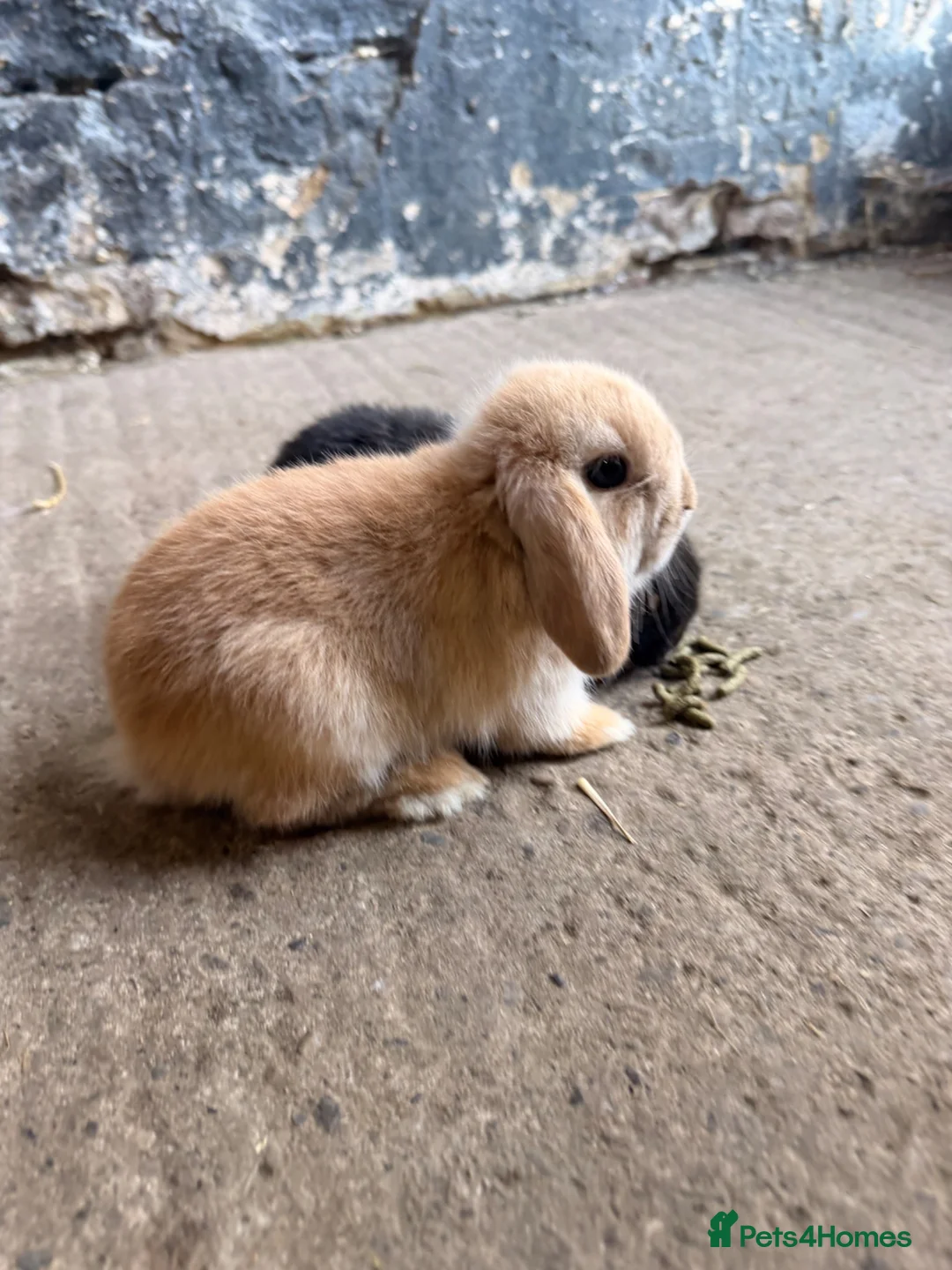 Mini Lop rabbits for sale: Mini lop babies for sale - Advert 9