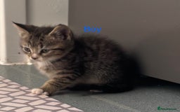 Mixed Breed cats for sale: Beautiful kittens  - Image 4