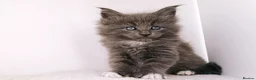 Maine Coon cats for sale: DNA health tested Maine coon kittens  - Advert 27