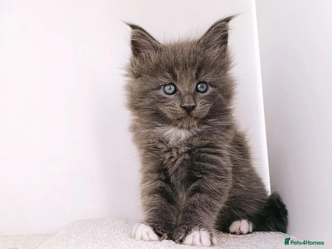 Maine Coon cats for sale: DNA health tested Maine coon kittens  - Advert 27