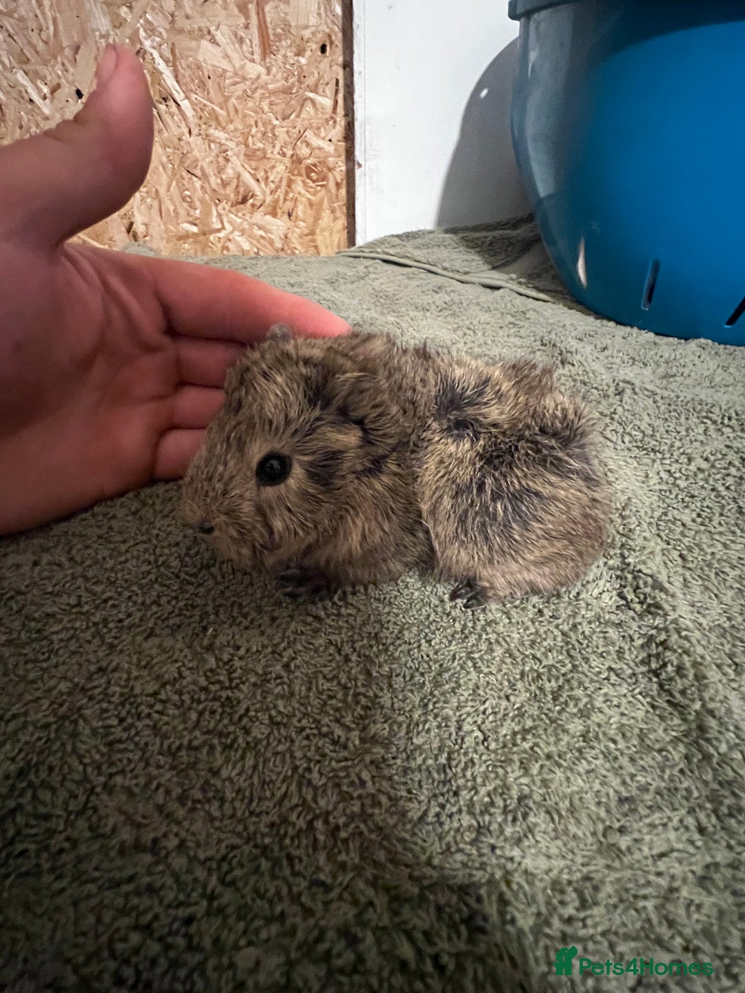 Guinea Pig rodents for sale: baby guinea pig - Advert 10