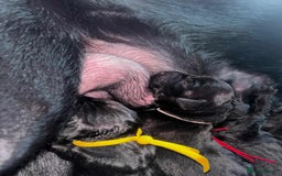 Labrador Retriever dogs for sale: Exception litter of Pedigree working Black Labs - Image 9