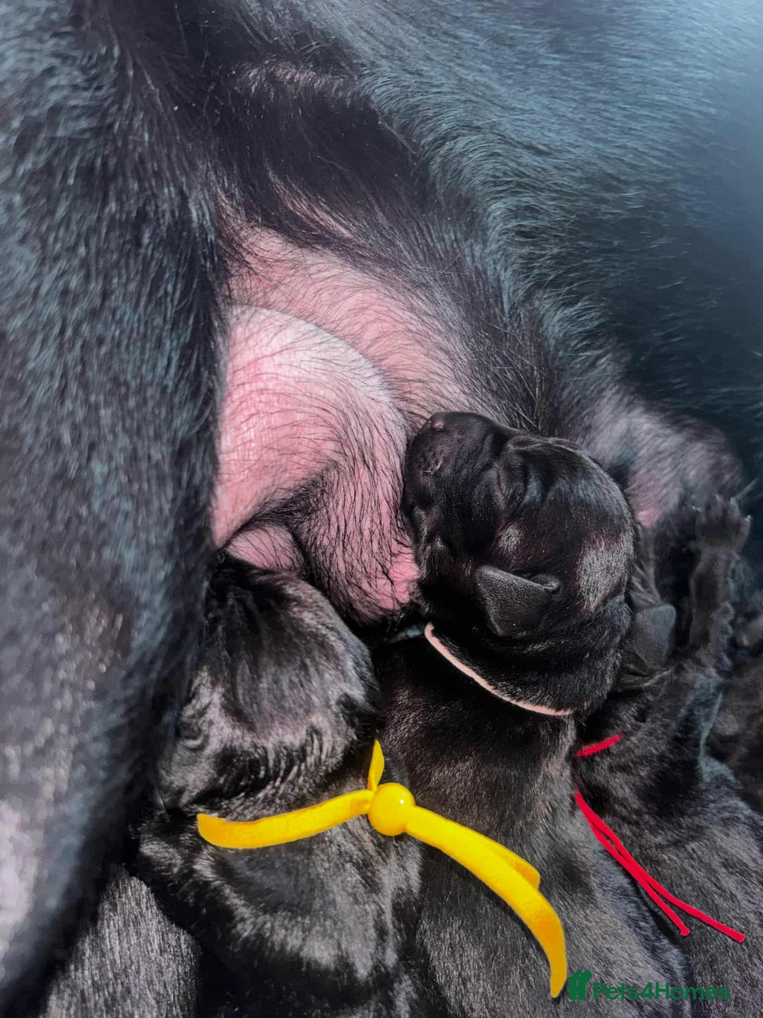 Labrador Retriever dogs for sale: Exception litter of Pedigree working Black Labs - Image 9