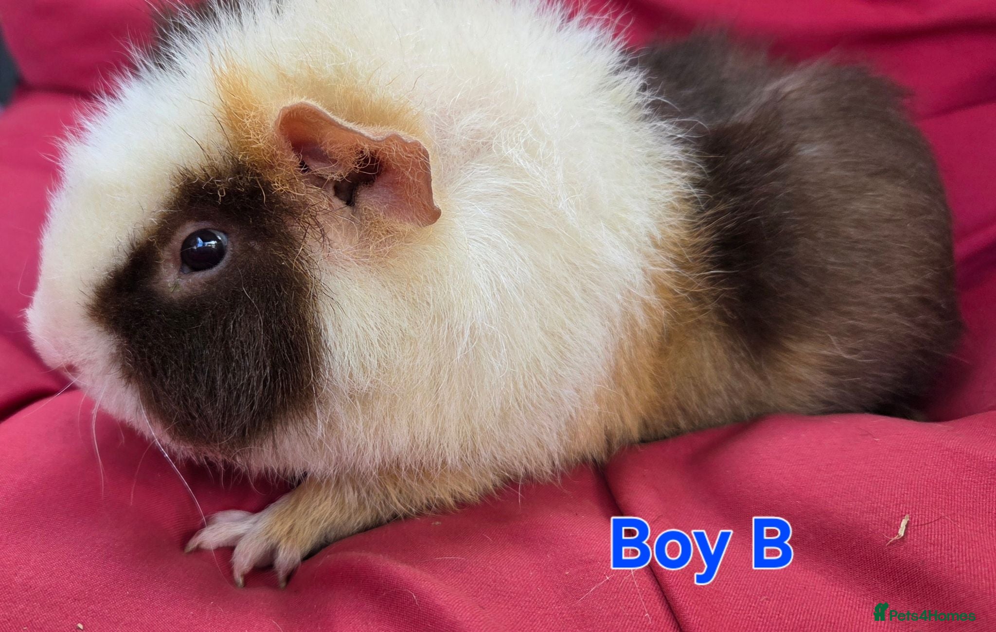 Guinea Pig rodents Pure breed Teddy guineapigs  - Advert 2