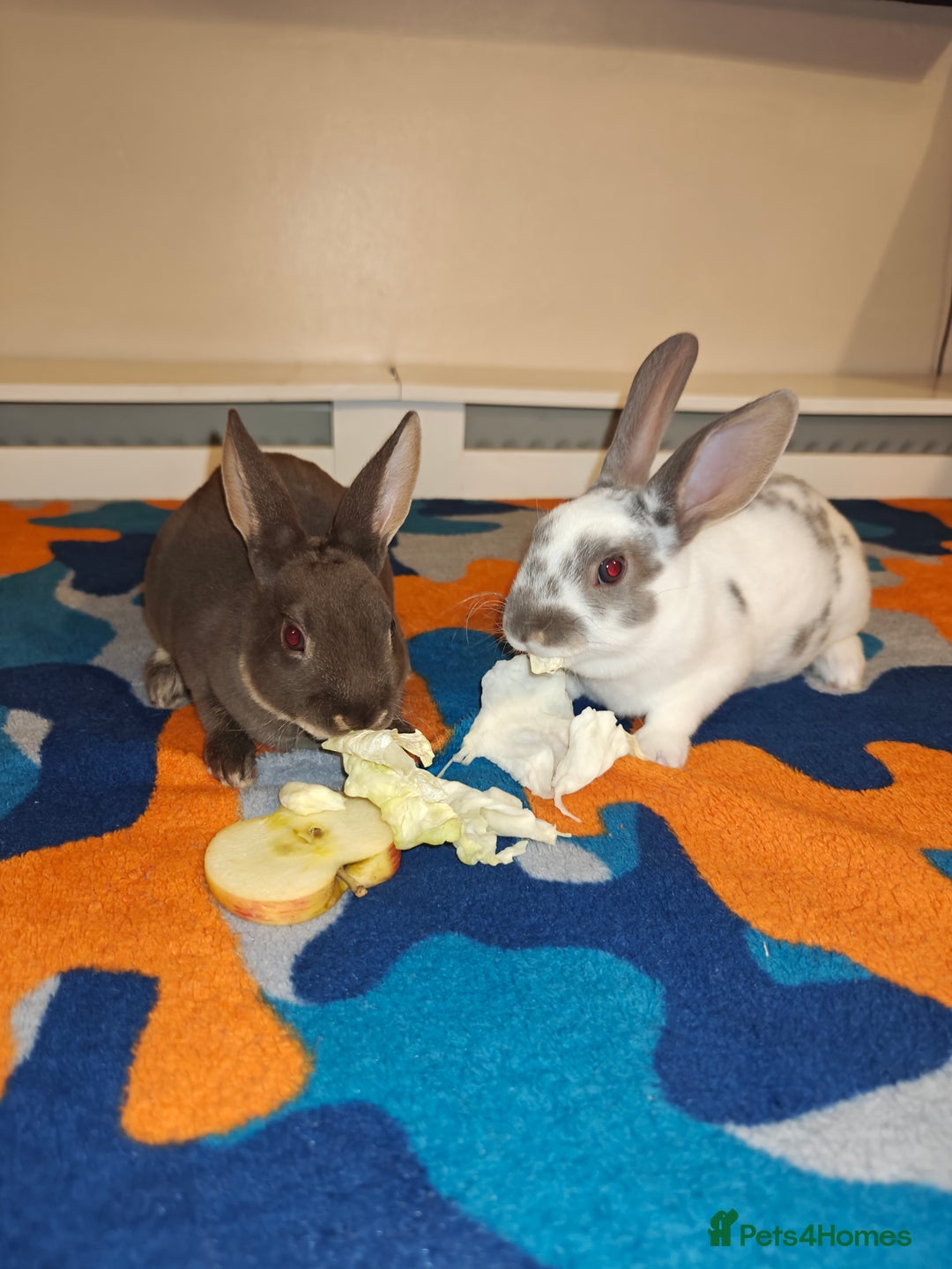 Rex rabbits for sale: Mixed litter of Mini Rex  - Image 32