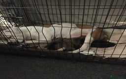 Mixed Breed dogs for sale: Belgian Malanois X American Bulldog puppies  - Image 4