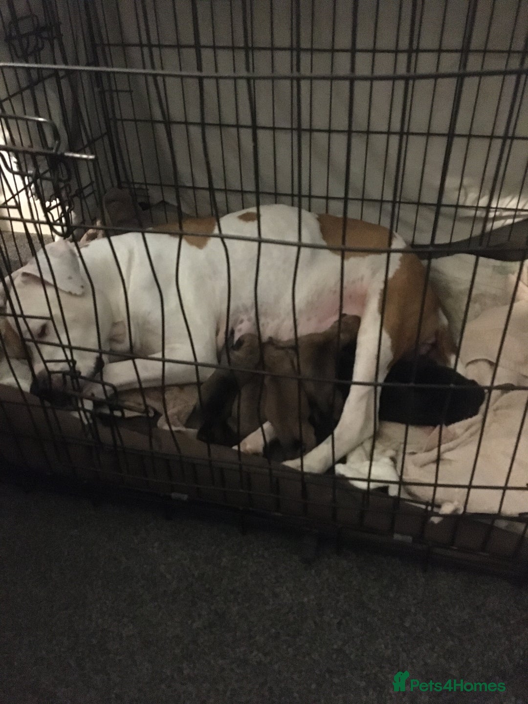 Mixed Breed dogs for sale: Belgian Malanois X American Bulldog puppies  - Image 4