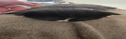 Mixed Breed cats for sale: 3 beautiful female kittens  - Advert 6