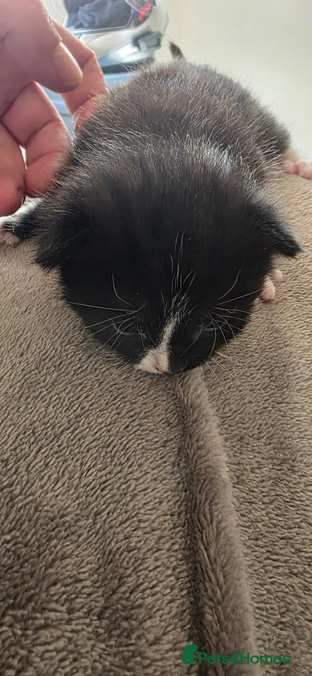 Mixed Breed cats for sale: 3 beautiful female kittens  - Advert 6