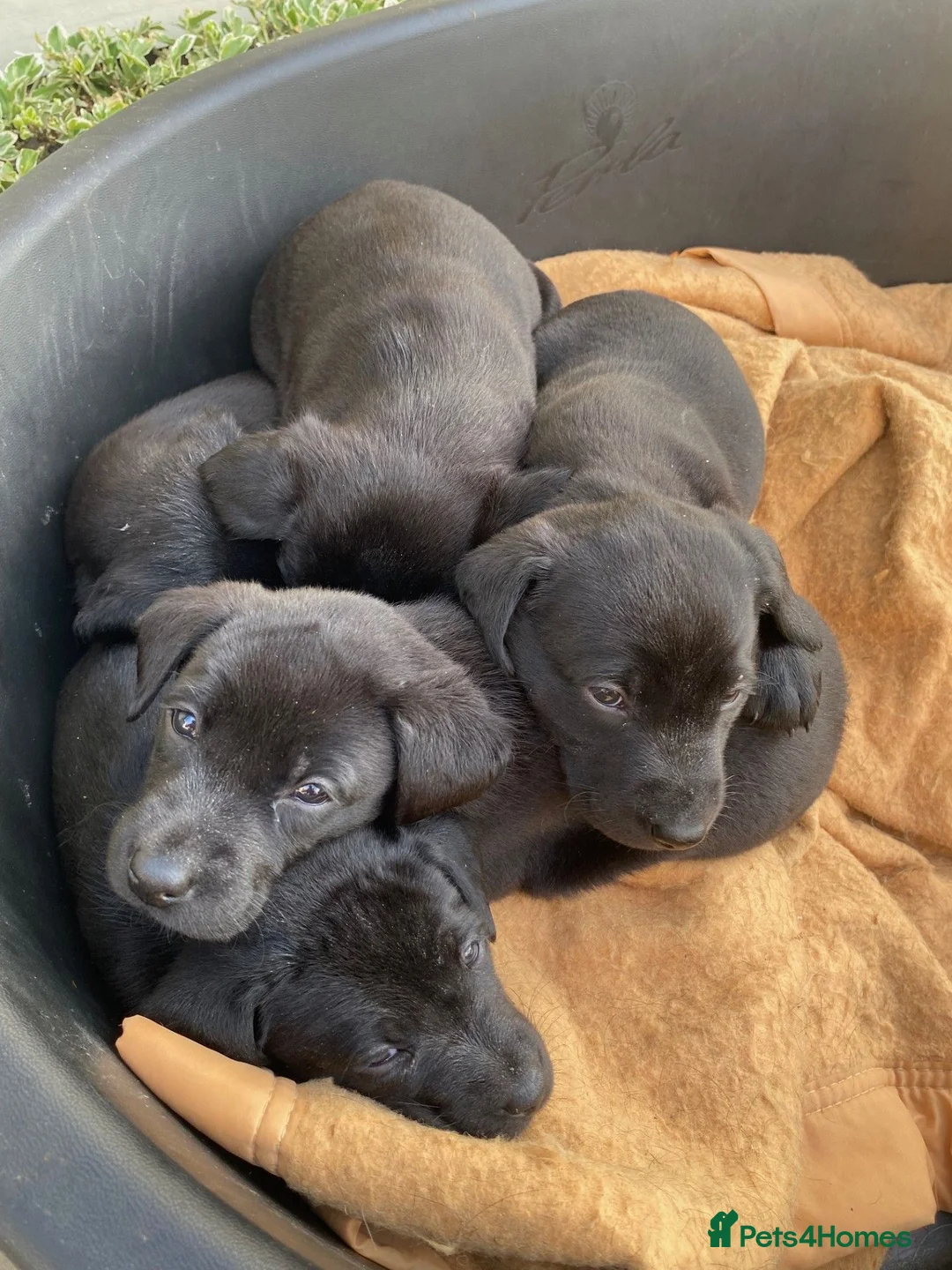 Labrador Retriever dogs for sale: Black Labrador puppies KC Reg - working background - Advert 5