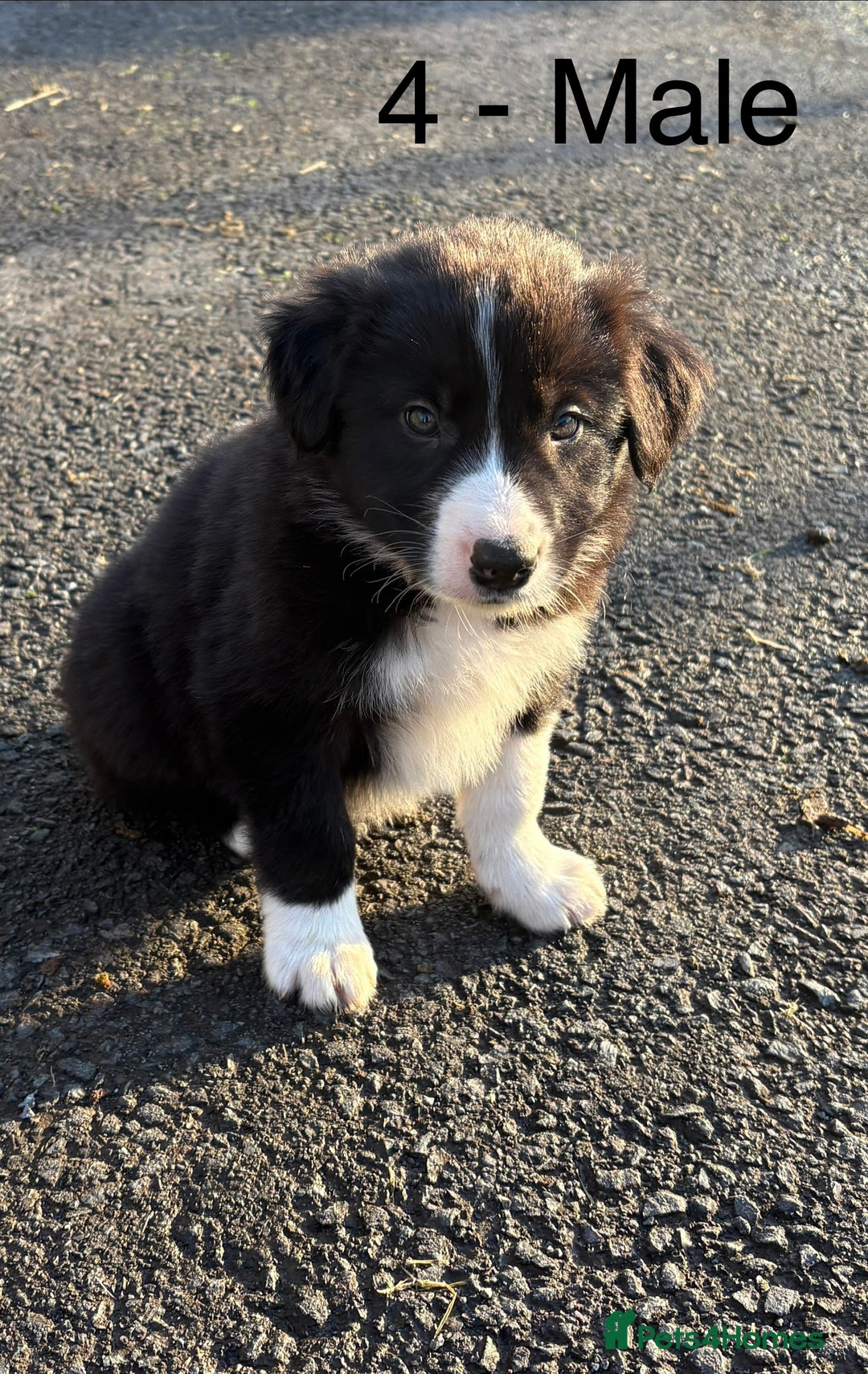 Border Collie dogs for sale: Beautiful Collie Pups - Ready for  **  - £895 - Advert 4