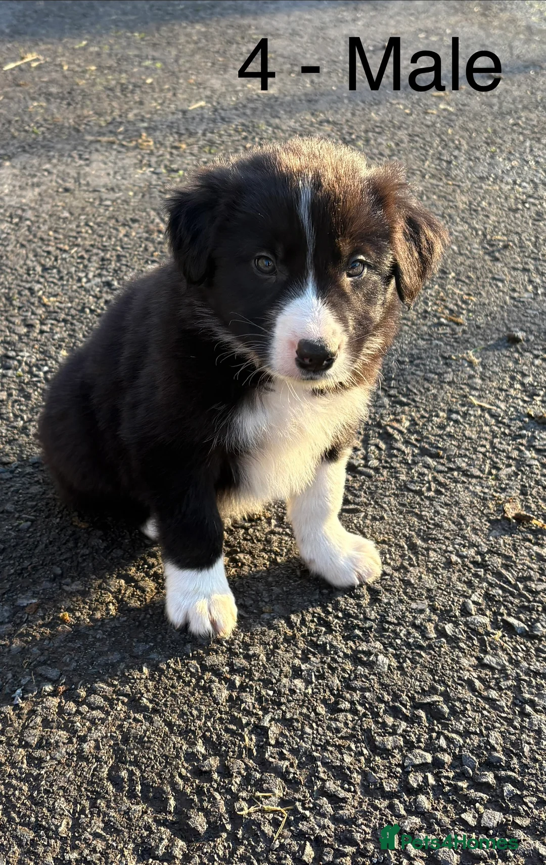 Border Collie dogs for sale: Beautiful Collie Pups - Ready for  **  - £895 - Advert 11