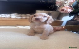 Cockapoo dogs for sale: Merle cockapoo  - Image 15