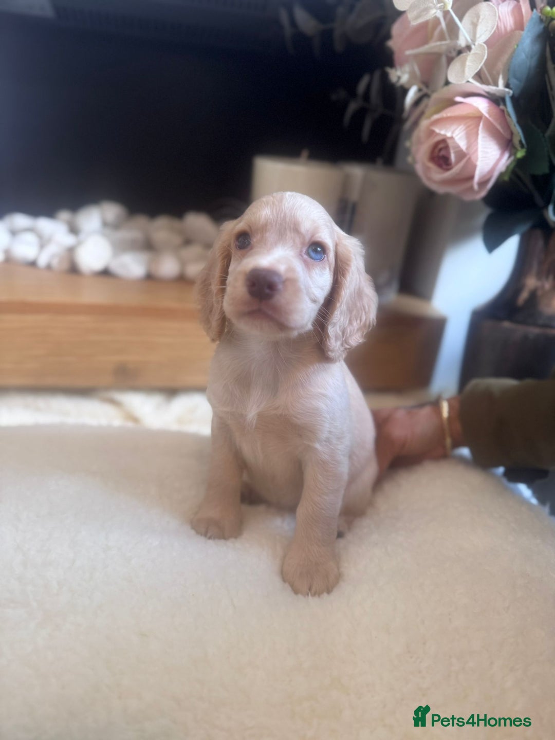 Cockapoo dogs for sale: Merle cockapoo  - Image 15