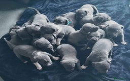 Staffordshire Bull Terrier dogs for stud: BLUE Proven 50+ litters, natural and artificial  in Erith - Image 18