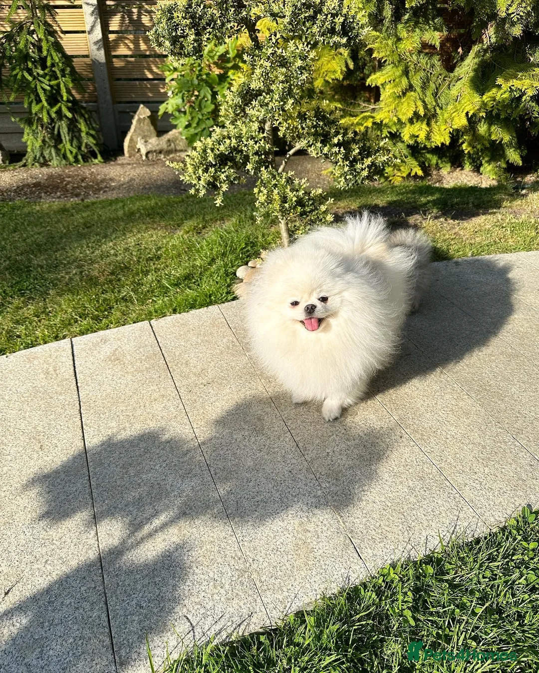 Pomeranian dogs for sale: BLACK & TAN GIRL and BOY - Advert 2