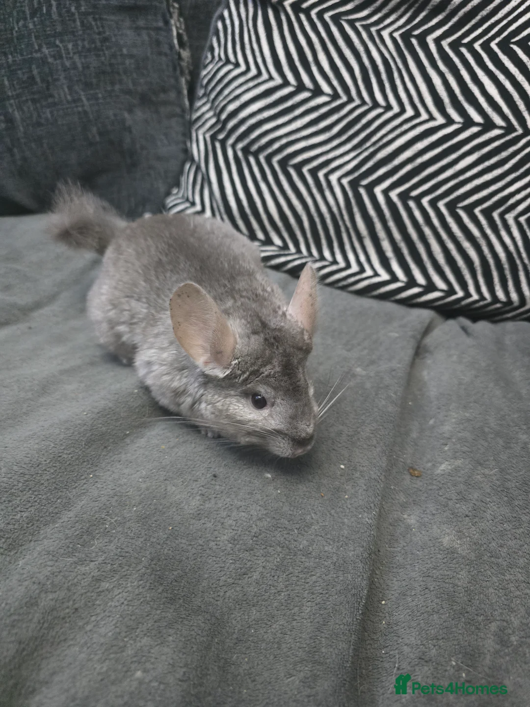 Chinchilla rodents for sale: Lovely Hetero baige Chinchilla kits  - Advert 3
