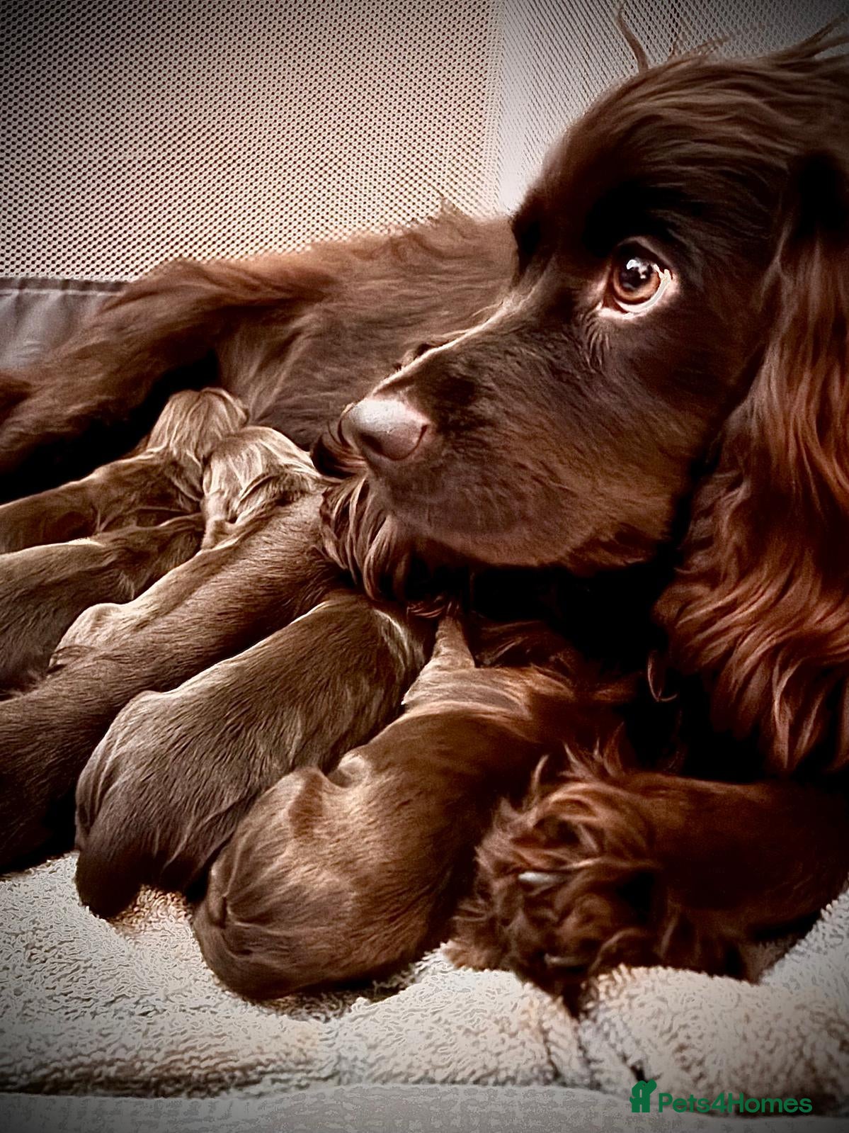 Cocker Spaniel dogs Working cocker spaniel puppies - Advert 13