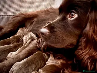 Cocker Spaniel dogs Working cocker spaniel puppies - Advert 13