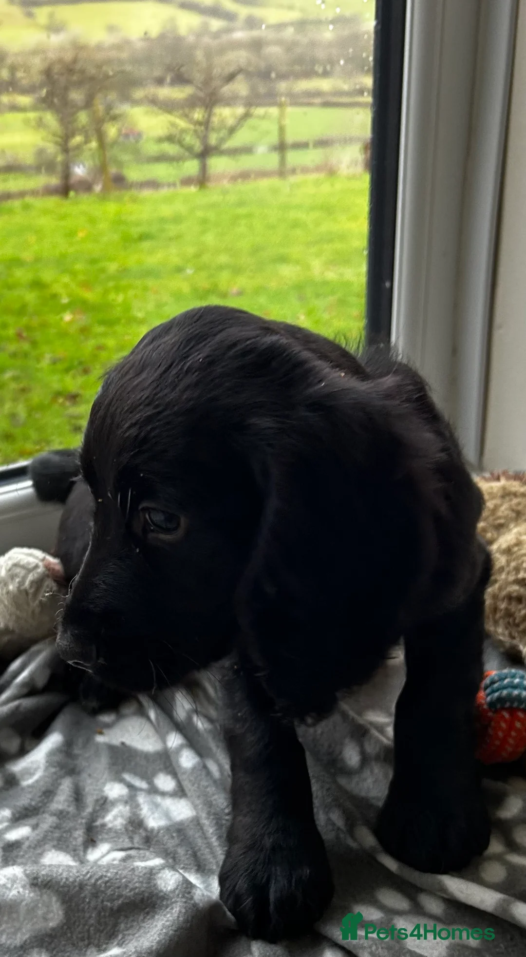 Cocker Spaniel dogs for sale: ✨ Cuddles Await from our Cocker Spaniel Pups  - Advert 21