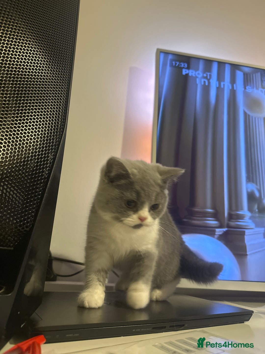 British Shorthair cats for sale: British shorthairs - Advert 8