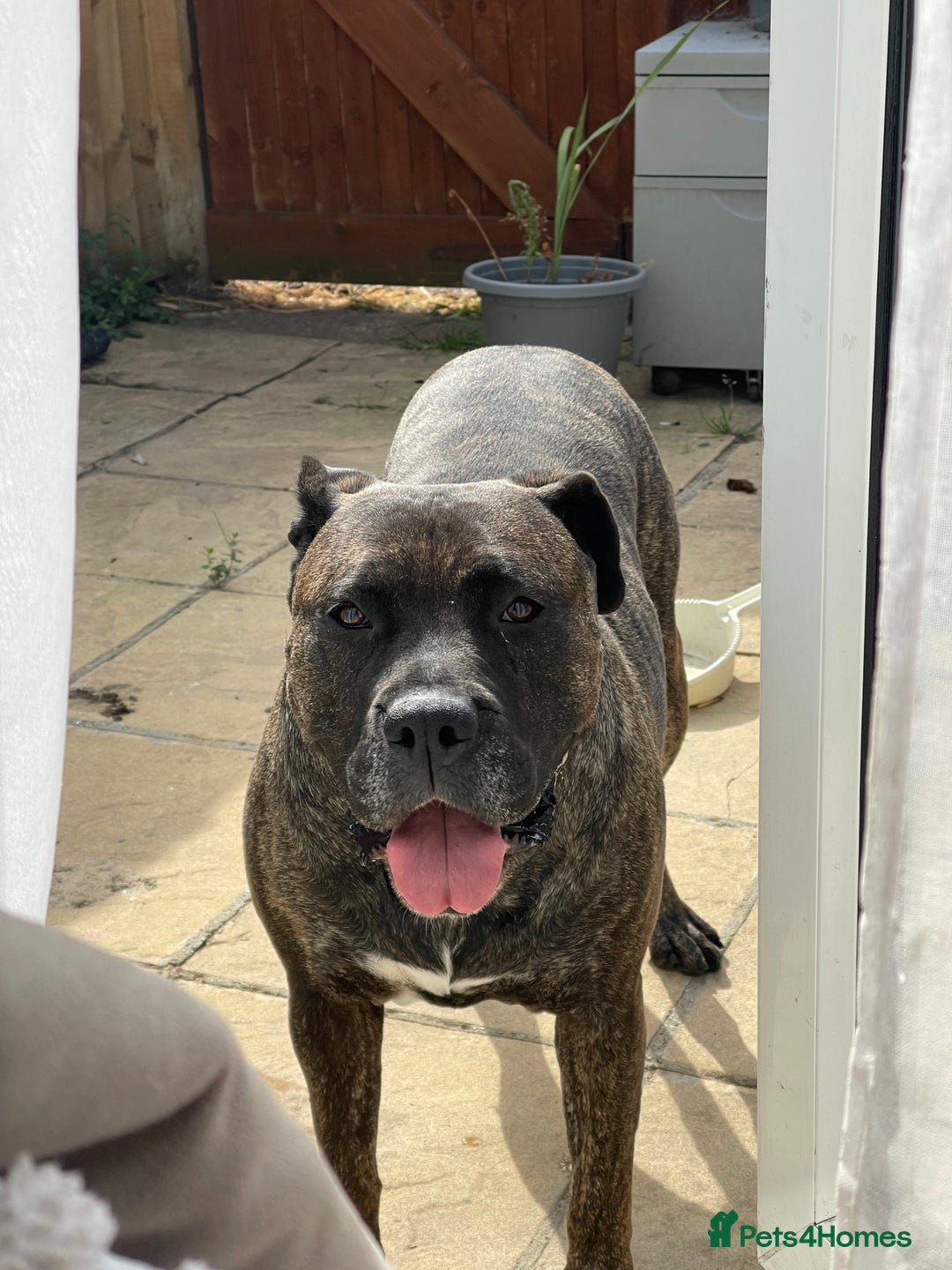 Presa Canario dogs for sale: 5 year old female presa canario  - Image 1