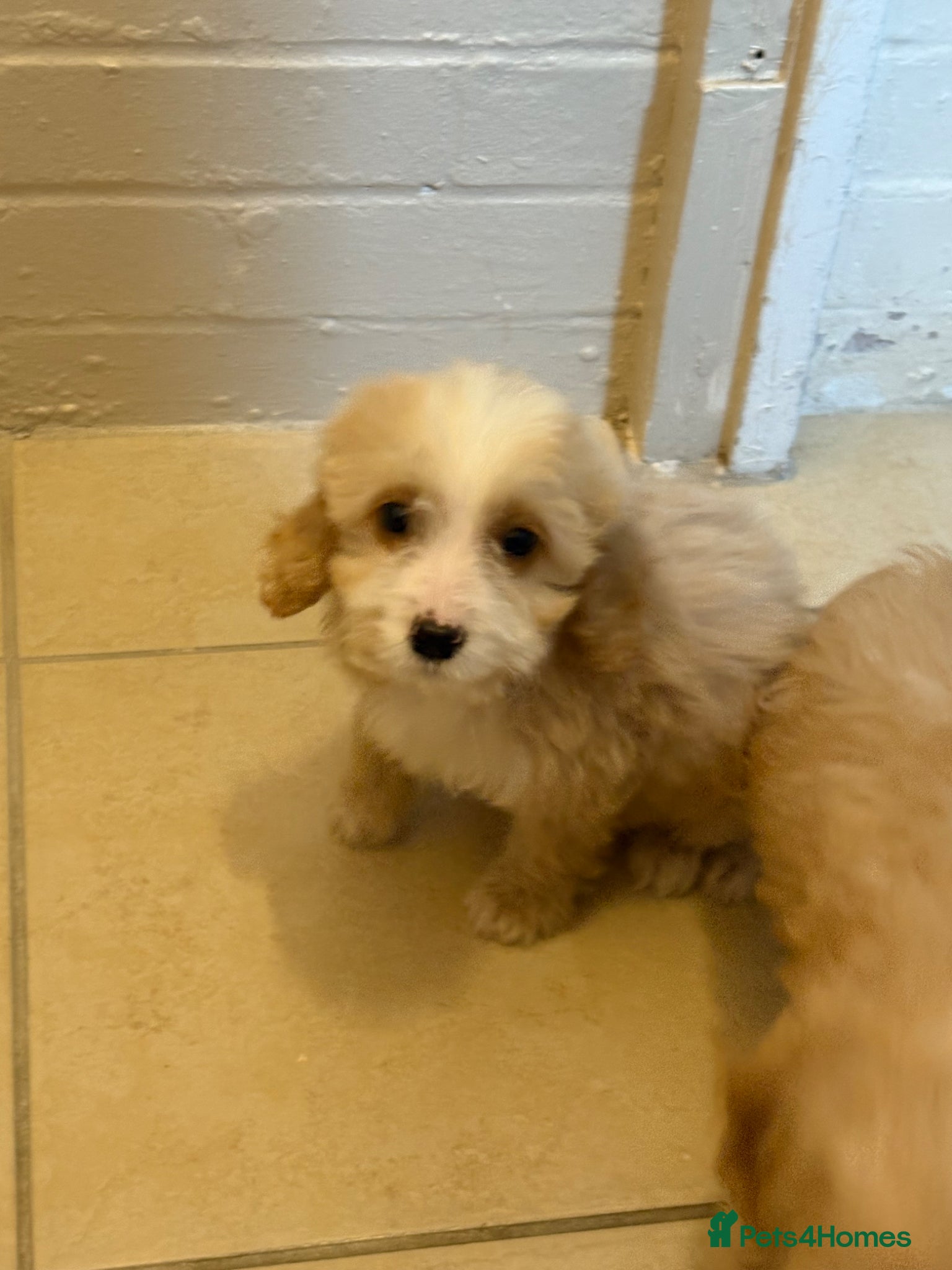Cockapoo dogs Cockapoo Puppies - Advert 3