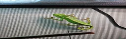 Chameleon reptiles for sale: Baby Chameleon & full set up in Camborne - Advert 1