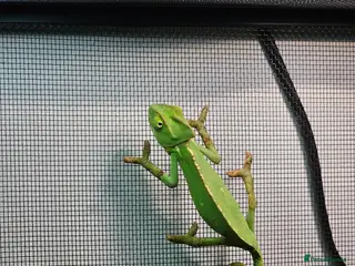 Chameleon reptiles Baby Chameleon & full set up - Advert 2