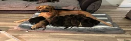 Mixed Breed dogs for sale: 🐾 Rhodesian Ridgeback x Bull Lurcher Puppies 🐾 - Advert 3