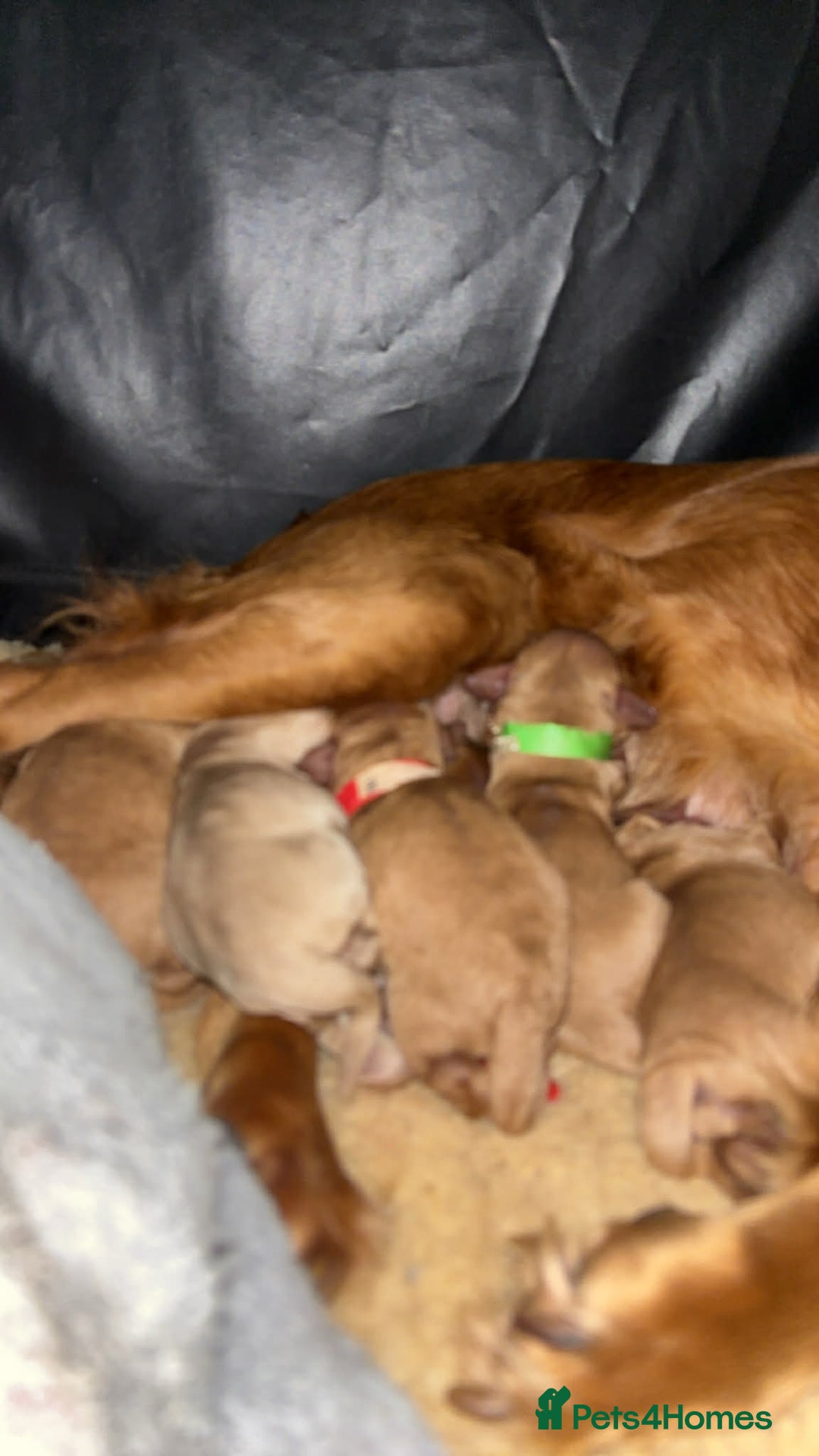 Cockapoo dogs for sale: ***BEAUTIFUL F1B COCKAPOOS*** - Advert 2