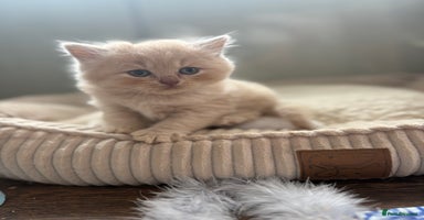 British Shorthair cats - Advert 13