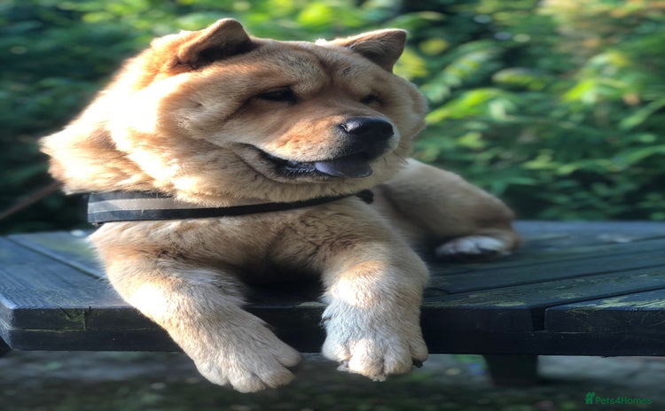 Chow Chow dogs - Advert 1