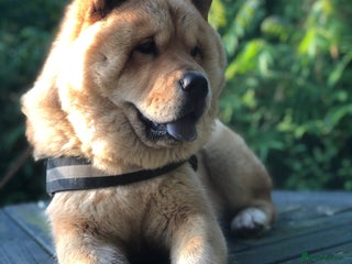 Chow Chow dogs for stud - Advert 1