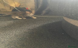 Mixed Breed cats for sale: 4 beautiful male kitten  - Image 2