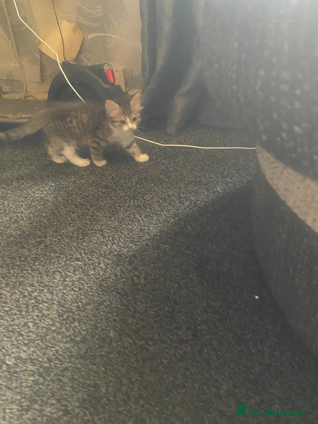 Mixed Breed cats for sale: 4 beautiful male kitten  - Image 2