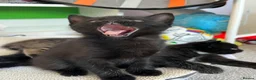 Mixed Breed cats for sale: Maine coon mix - Advert 13