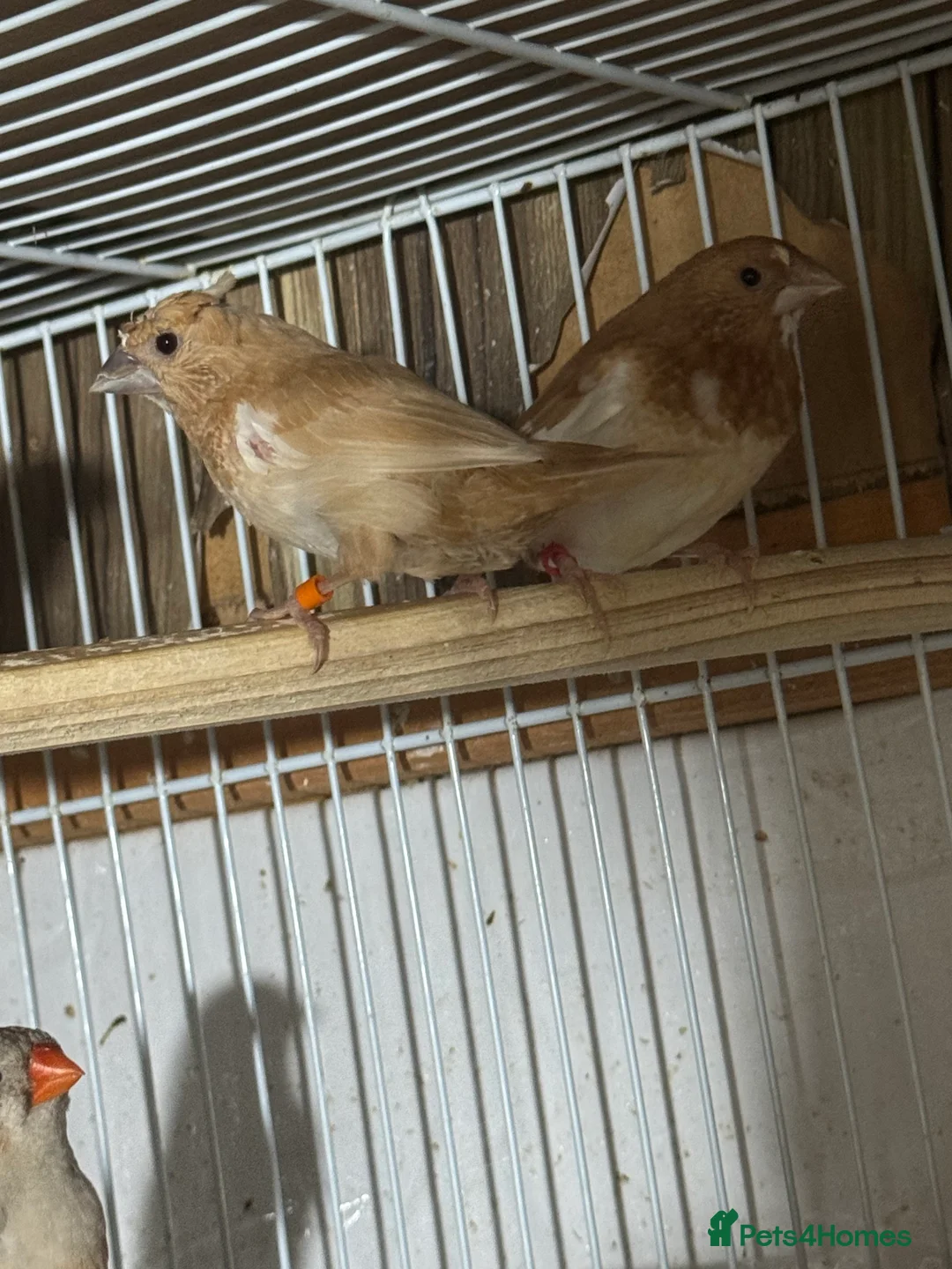 Mixed Breed birds for sale: Zebra Finches  - Advert 8