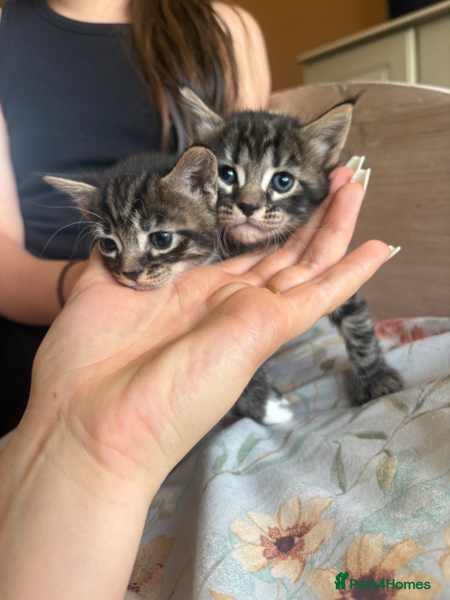 Mixed Breed cats for sale: Kittens!! in Boston - Advert 13