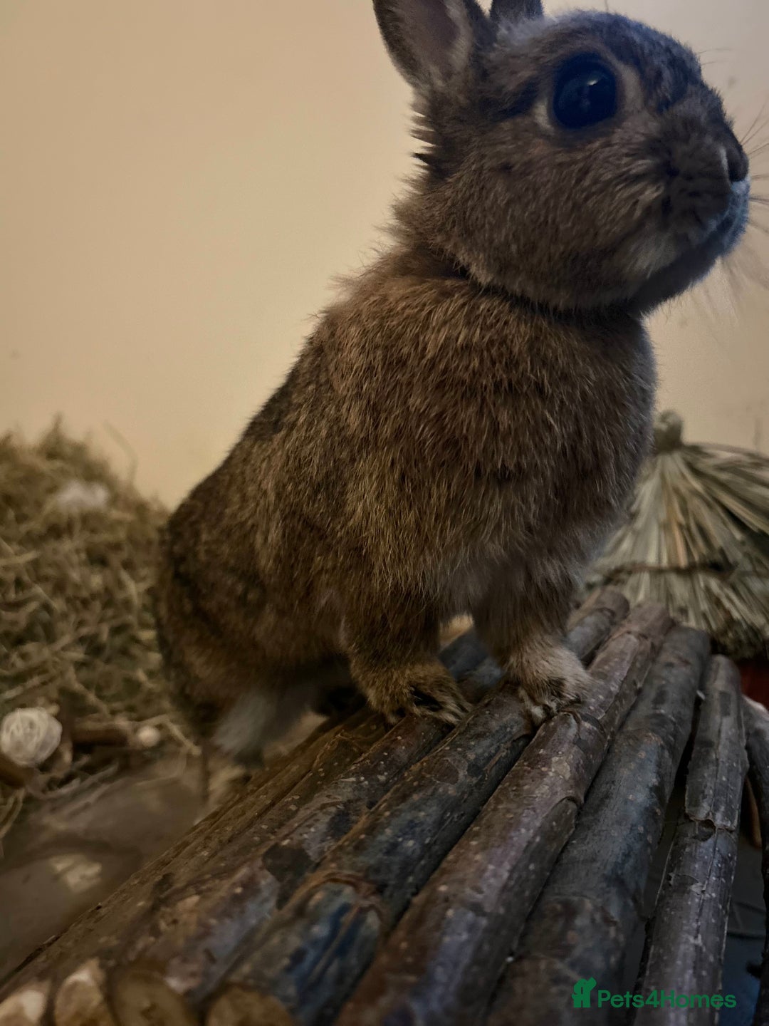 Netherland Dwarf rabbits for sale: playful female netherland dwarf rabbit (spayed) - Image 2