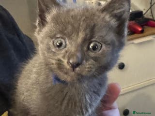 Mixed Breed cats Grey mixed breed kittens for sale - Advert 1