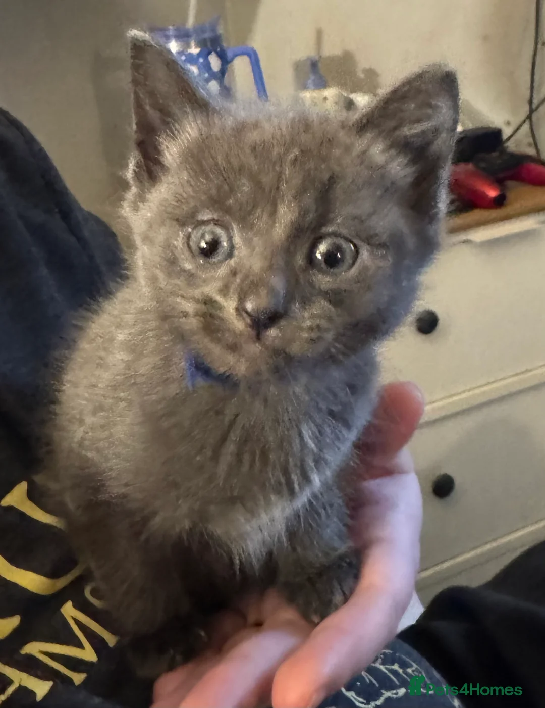 Mixed Breed cats for sale: Grey mixed breed kittens for sale - Advert 1