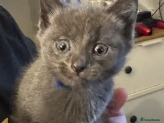 Mixed Breed cats Grey mixed breed kittens for sale - Advert 11