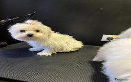 Maltese dogs for sale: Maltese puppies  - Image 5